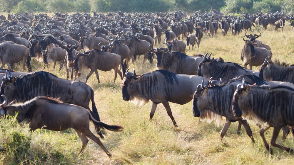 In the Heart of the Serengeti
