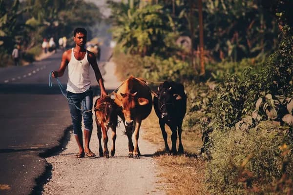 FF Daily #320: India’s bovine problem