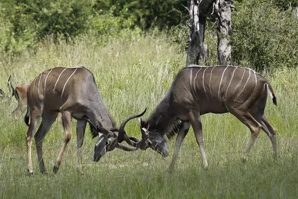 The Tata-Mistry battle royale: No endgame in sight