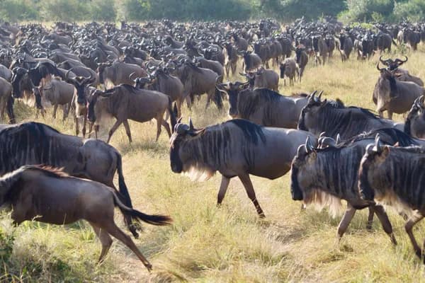 In the Heart of the Serengeti