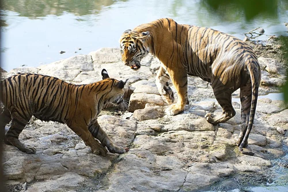 From Cubs to Leaders